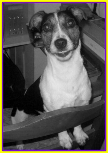 Tommaso, Jack Russell
