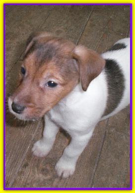 Toni, Jack Russell