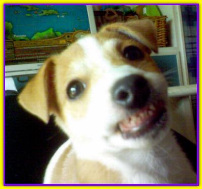 Toni, Jack Russell