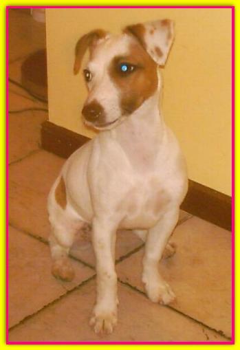 Tosca, Jack Russell