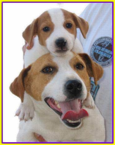 Tot�, Jack Russell