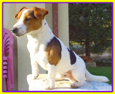 Tot� Figo, Jack Russell