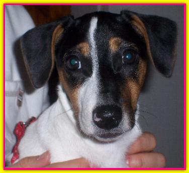 Trilly, Jack Russell
