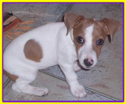Twick, Jack Russell