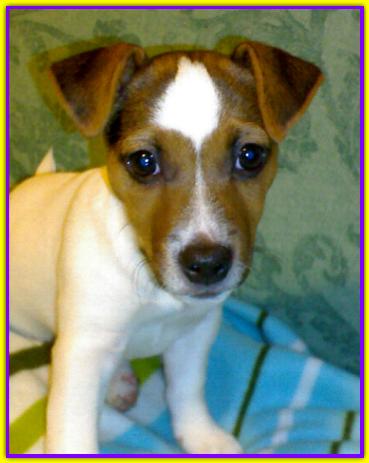 Ugo, Jack Russell