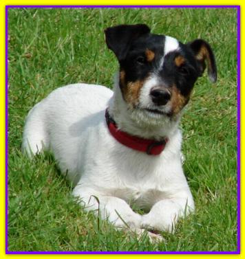 Ugo, Jack Russell