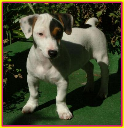 Uhura, Jack Russell
