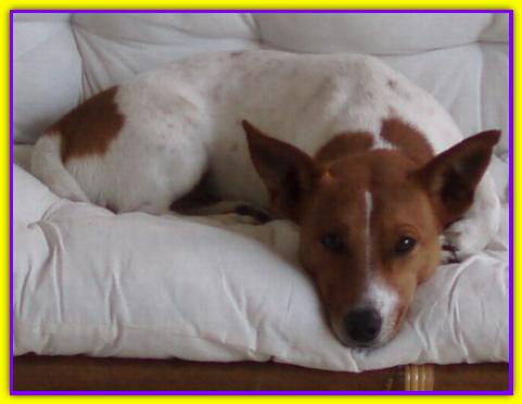 Ulisse, Jack Russell