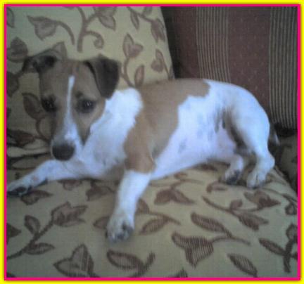 Ulla, Jack Russel Terrier