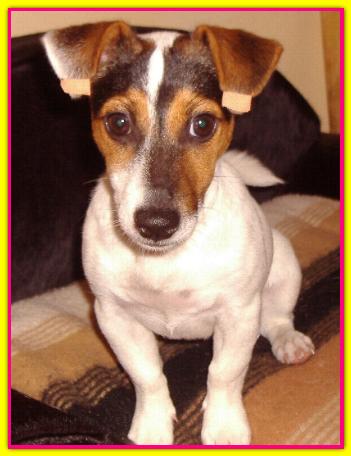 Uma, Jack Russell
