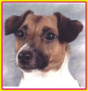 Wendy, Jack Russell