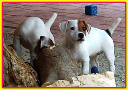 WhiteChocolate, Jack Russell