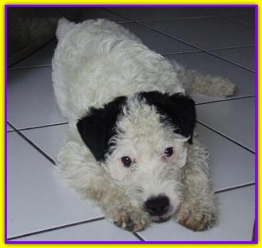 William, Jack Russell