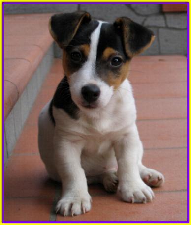 Willy, Jack Russell