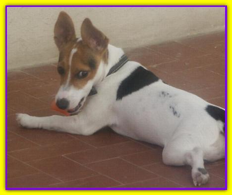 Willy, Jack Russell