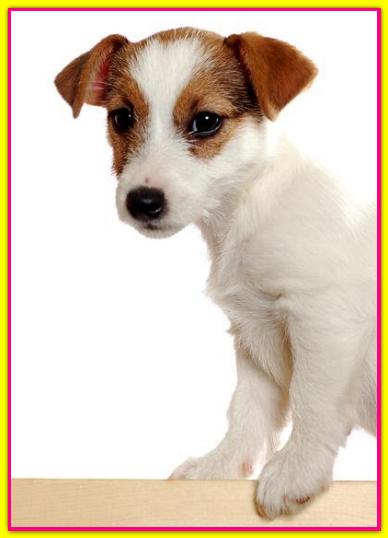 Woopy, Jack Russell