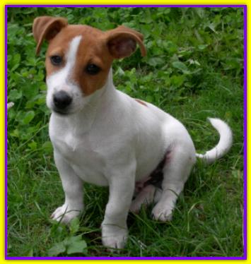 Yoghi, Jack Russell