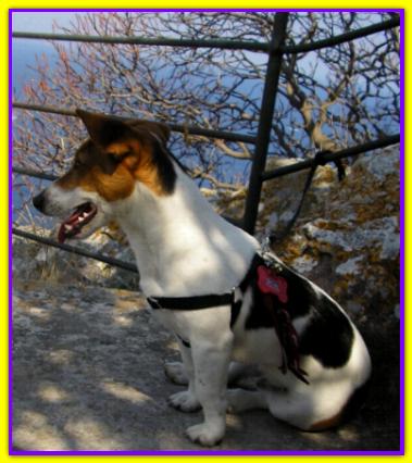 Zelig, Jack Russell
