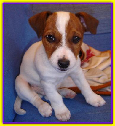 Zighy, Jack Russell