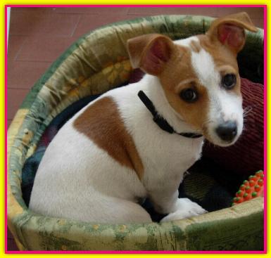 Zoe, Jack Russell