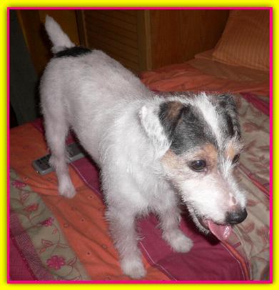Zoe, Jack Russell