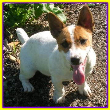 Zora, Jack Russell