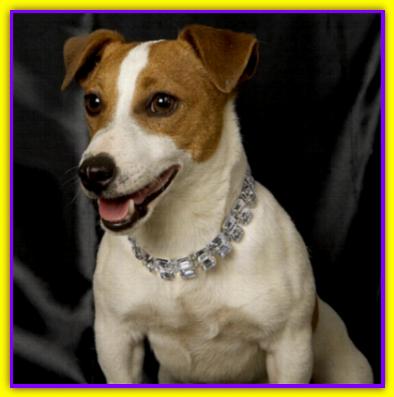 Zorro, Jack Russell
