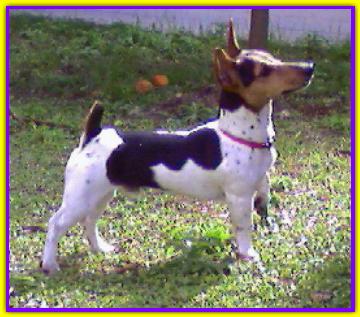 Zuz�, Jack Russell