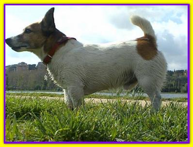 Alberto, Jack Russell