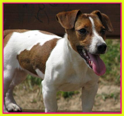 Alice, Jack Russell