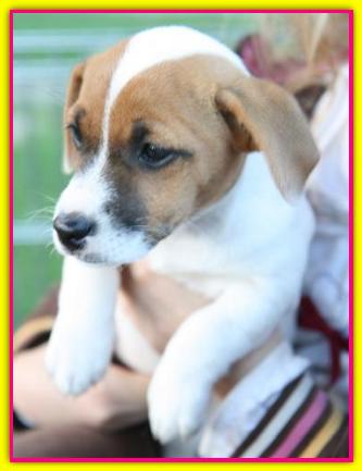 Apple, Jack Russell