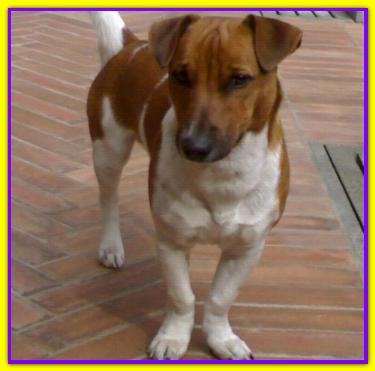 Argo, Jack Russell