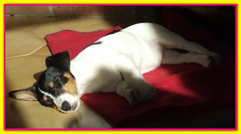 Aria, Jack Russell