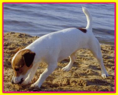 Asia, Jack Russell