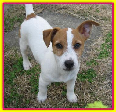 Assia, Jack Russell