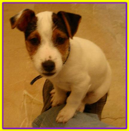 Attila, Jack Russell