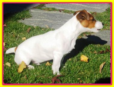 Bach, Jack Russell