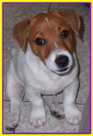 Barry, Jack Russell