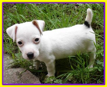 Bartolomeo, Jack Russell