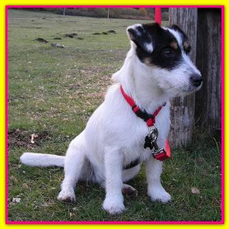 Batida De Coco, Jack Russell