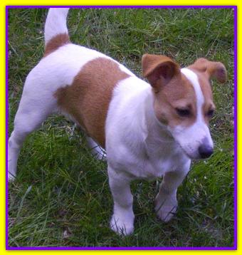 Batman, Jack Russell