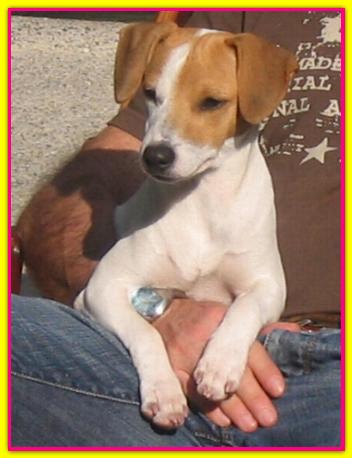 Bella Maia, Jack Russell