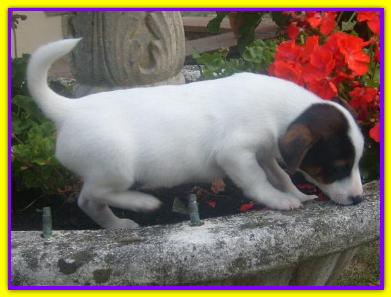 Biagio, Jack Russell