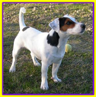 Biagio, Jack Russell