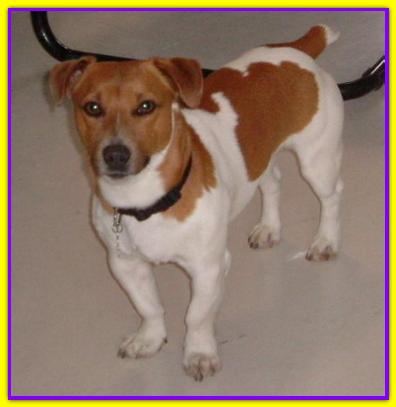 Biagio, Jack Russell
