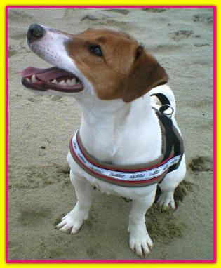 Bib�, Jack Russell