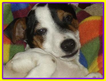 Jack, Jack Russell