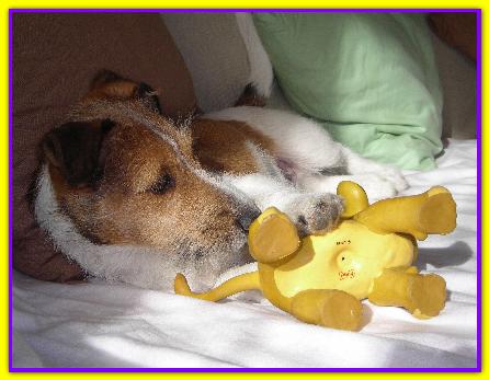 Blasco, Jack Russell