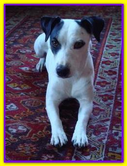 Bond Baltasar, Jack Russell