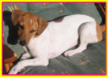 Brenda Zoe, Jack Russell